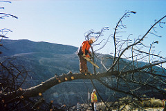Taking Down a Tree