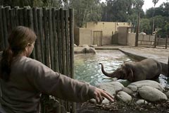 Billy-Elephant_LA-zoo_240x160.jpg